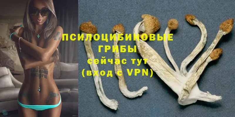 Псилоцибиновые грибы MAGIC MUSHROOMS  дарнет шоп  Катав-Ивановск 